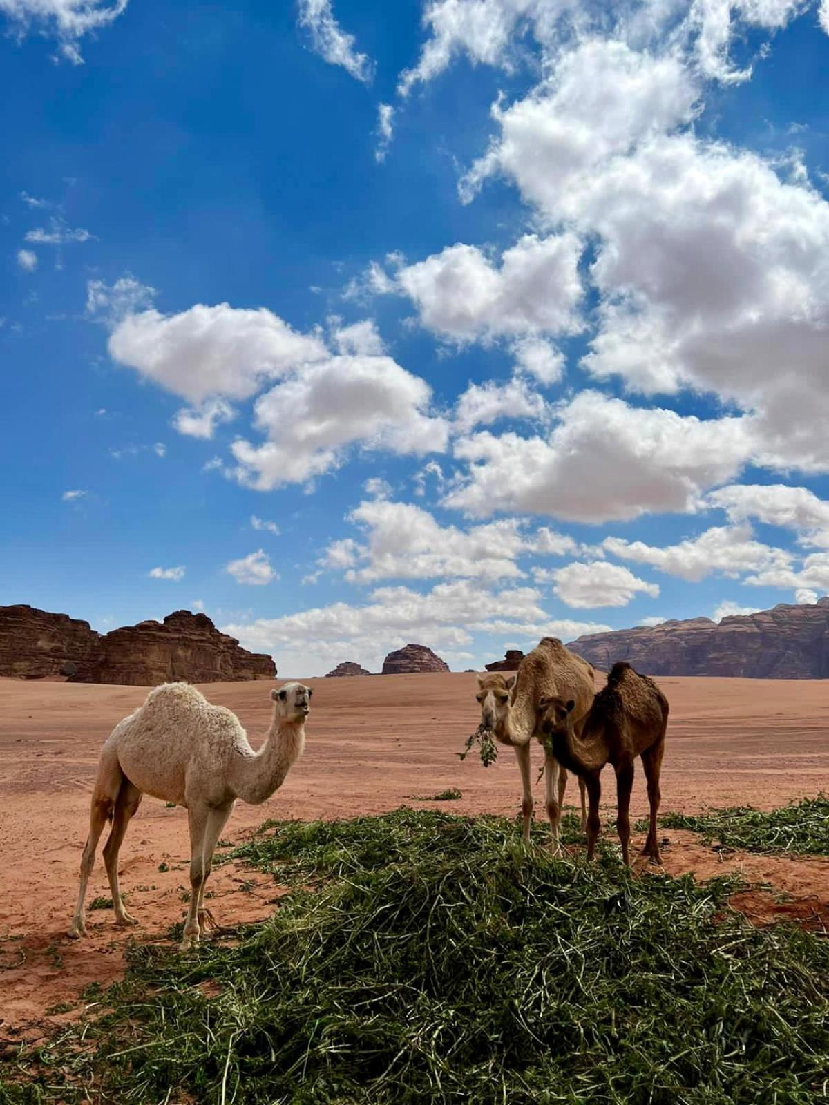 Desert'S Soul Wadi Rum Ad Disah Kültér fotó